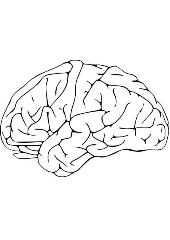 Мозг рисунок