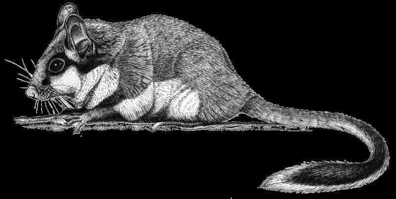 Соня-полчок чёрно белая