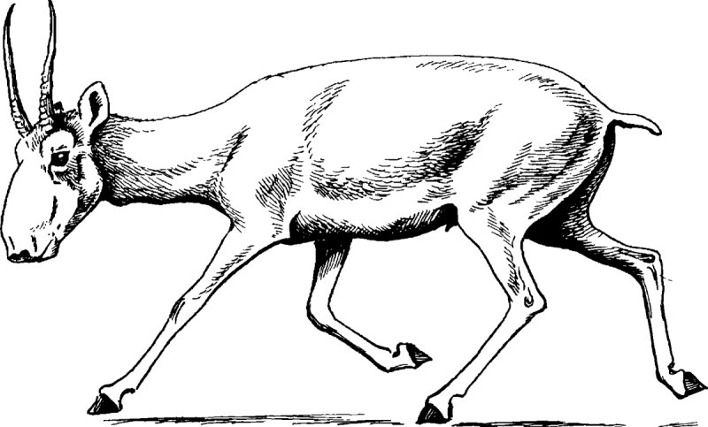 Сайгак раскраска для детей