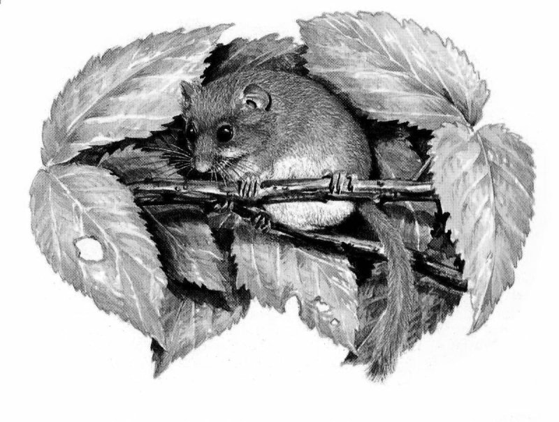 Рисунки Лесной сони