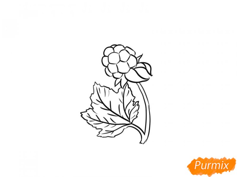 Ягода Морошка раскраска