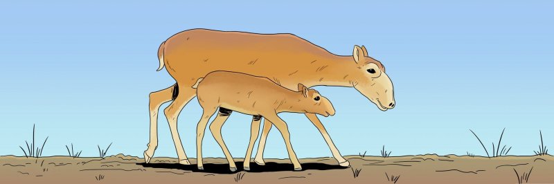 Мультяшный Сайгачонок