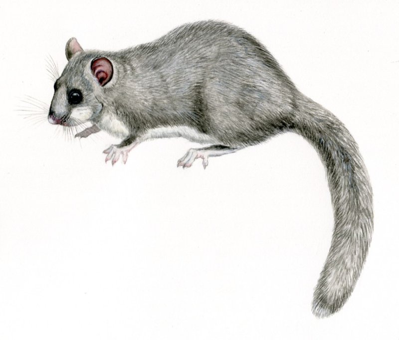 Соня-полчок мультяшнный