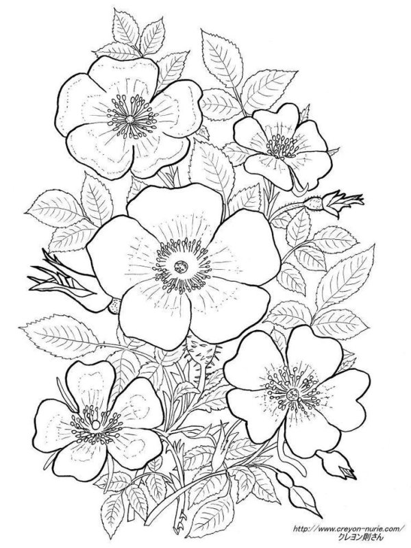 Цветы для выжигания по дереву