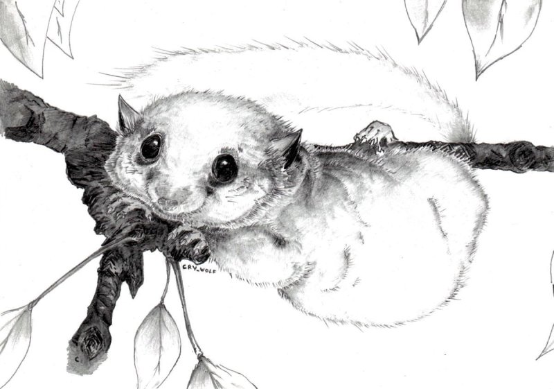 Орешниковая Соня раскраска