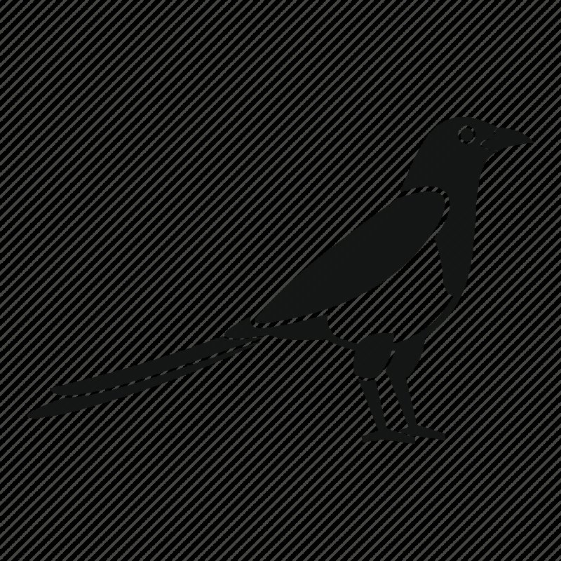 Сорока на белом фоне