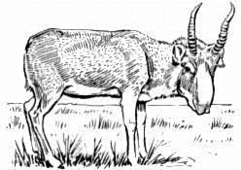 Сайгак рисунок