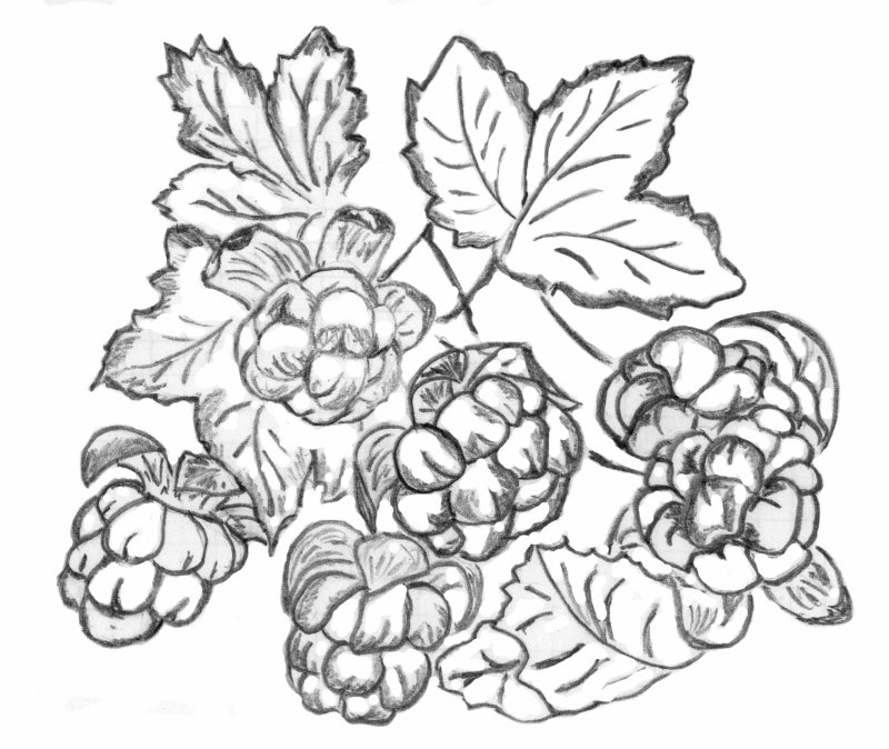 Морошка раскраска для детей