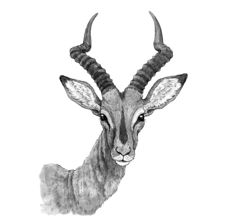 Голова антилопы