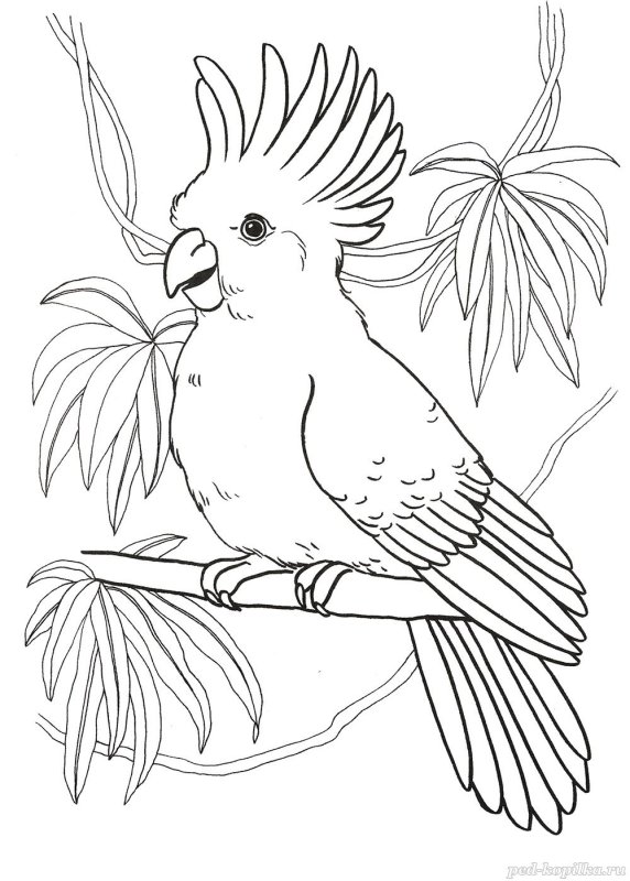 Попугай раскраска для детей