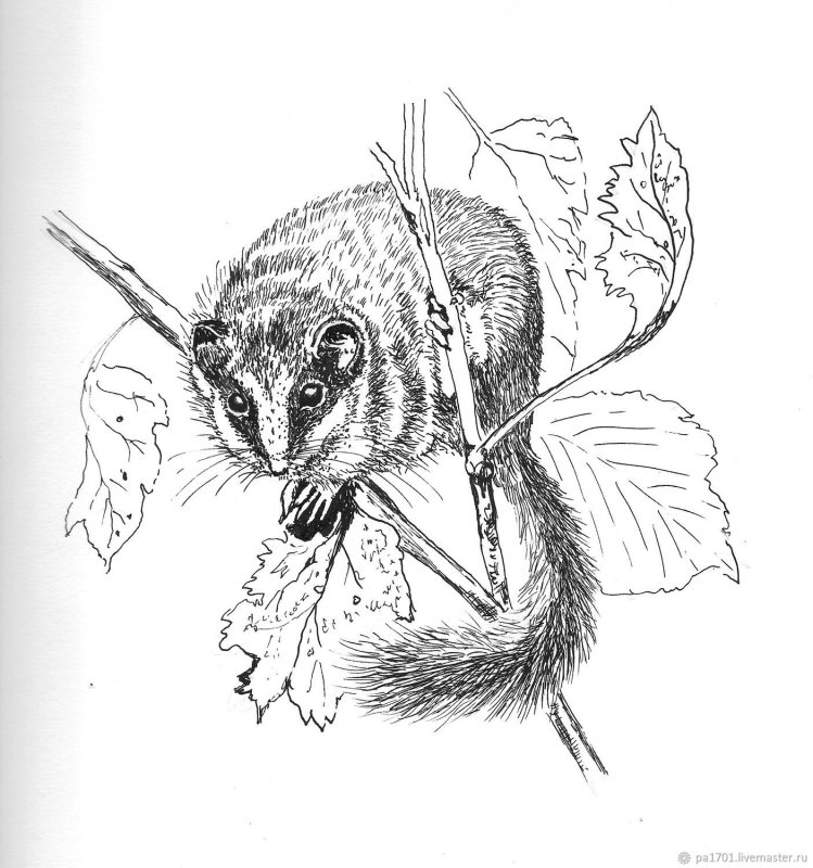 Орешниковая Соня