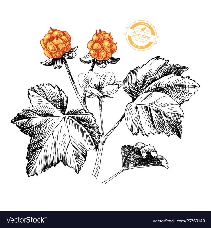 Морошка Ботаническая иллюстрация