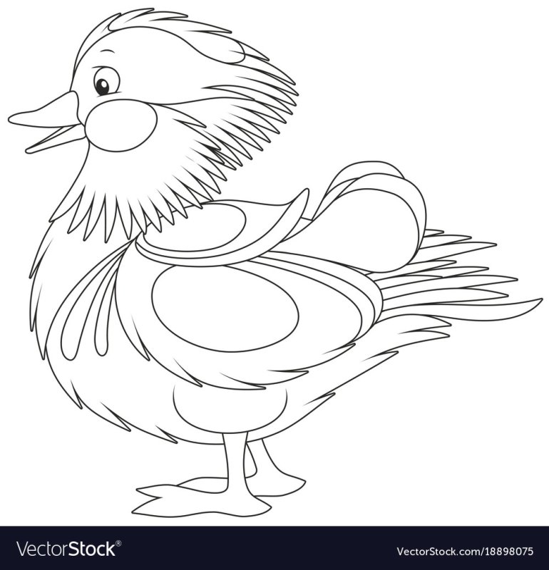 Утка Мандаринка