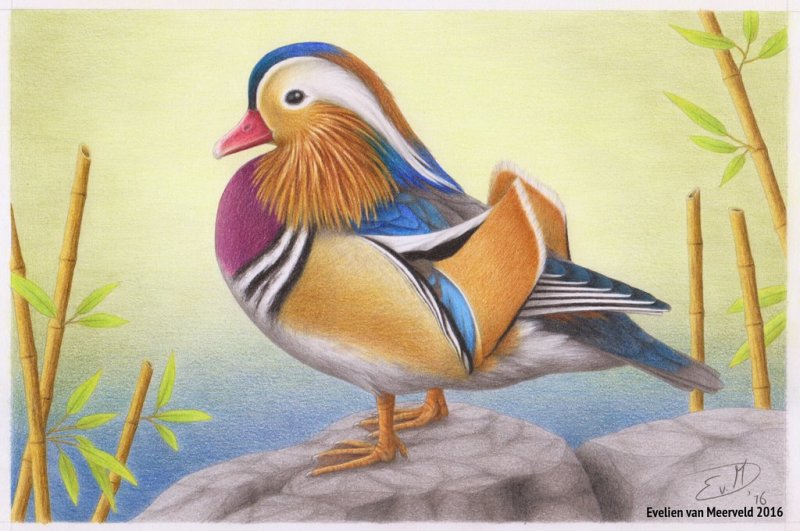 Утка Мандаринка