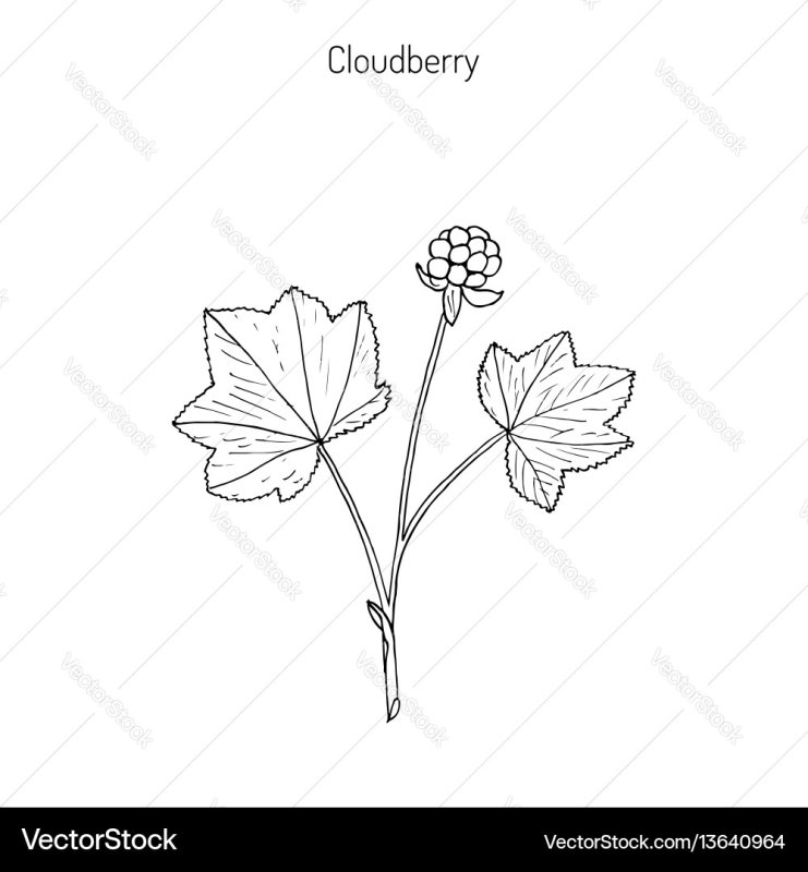 Лист морошки рисунок