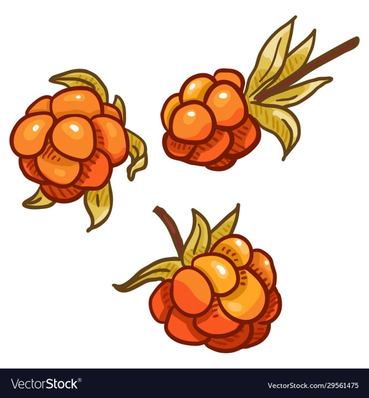 Морошка логотип