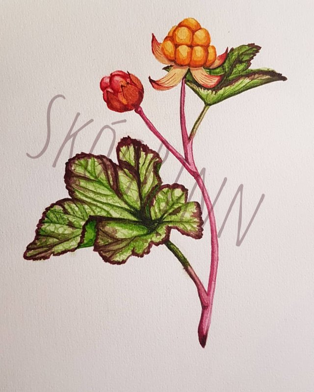 Морошка ягода акварель