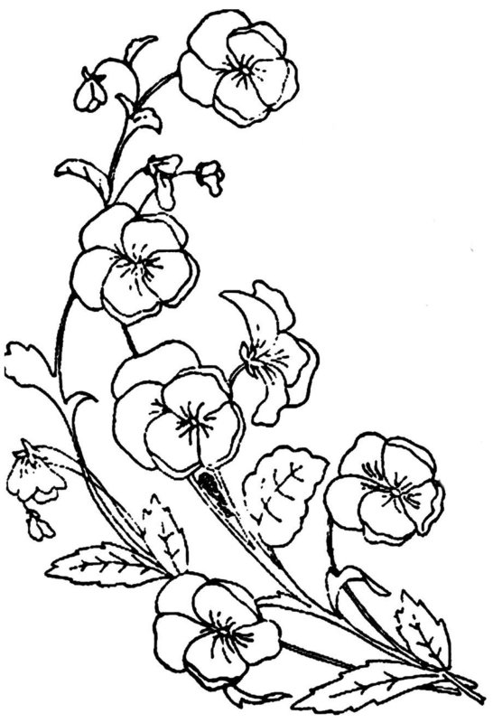 Эскизы цветов для вышивки гладью