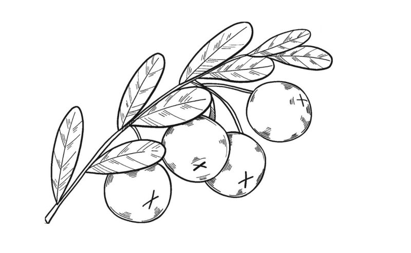 Раскраски ягоды: клюква, брусника, черника.