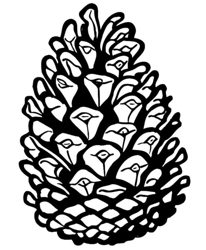 Шишка рисунок