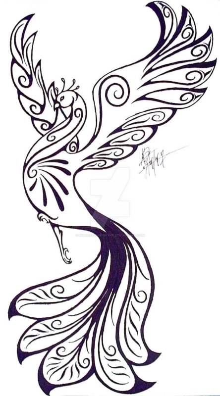 Эскиз Жар птицы карандашом