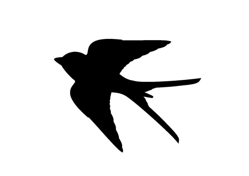 Трафарет птицы