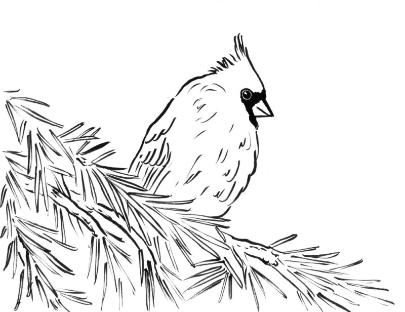 Птицы. Раскраска