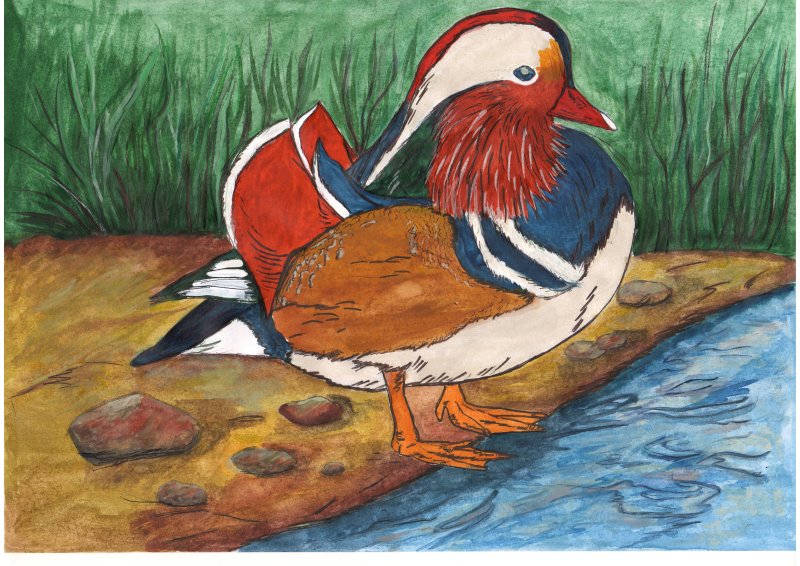 Утка-Мандаринка красная книга