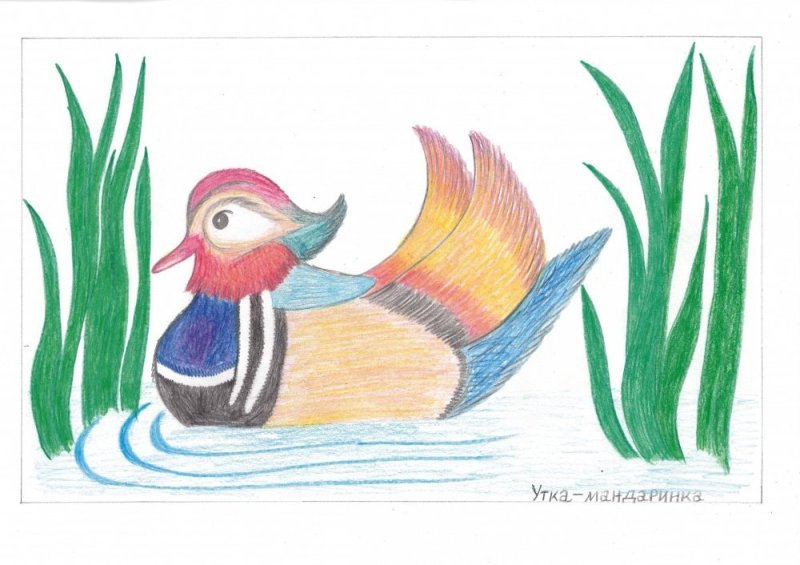 Рисование утки мандаринки