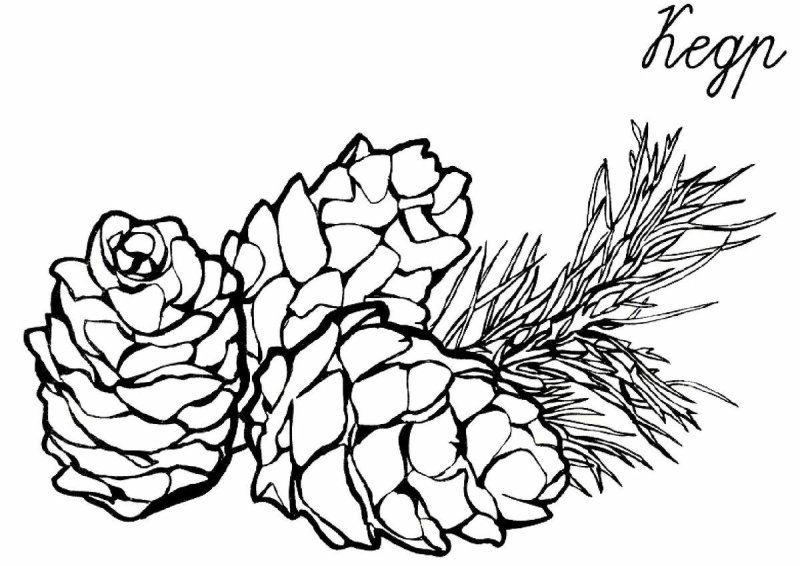 Шишки раскраска