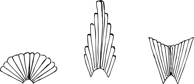 Хвост раскраска для детей