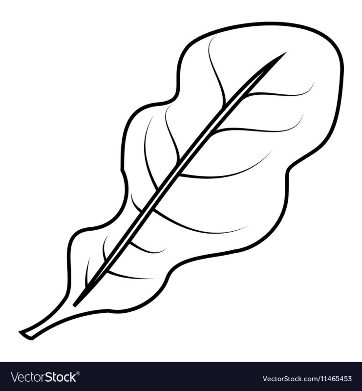 Лист капусты нарисовать