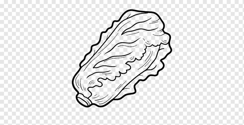 Листья салата раскраска для детей