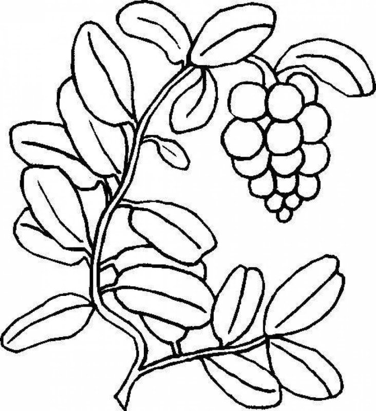 Раскраска "ягоды"
