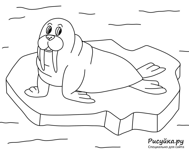 Морж раскраска для детей