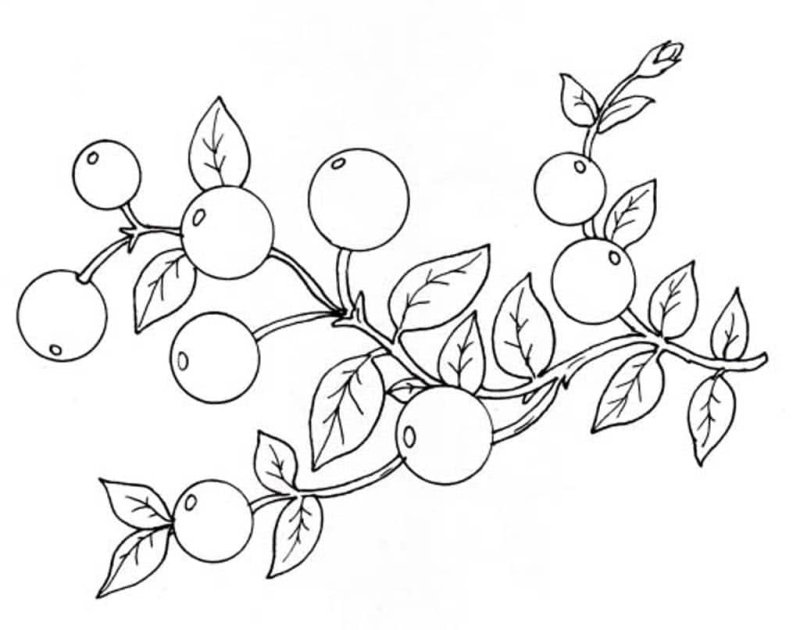 Лесные ягоды раскраска для детей