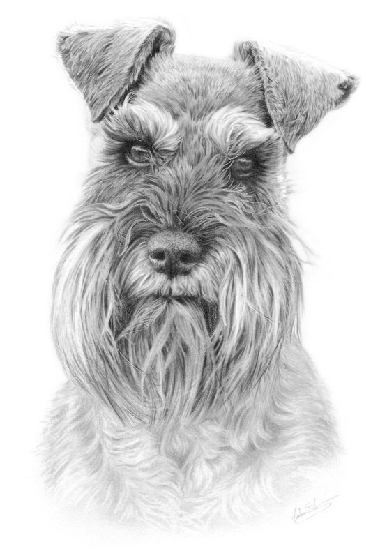 Ризеншнауцер Миттельшнауцер Цвергшнауцер