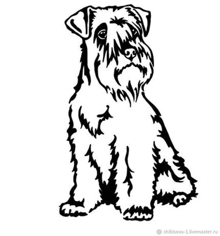 Порода собак шнауцер цверг