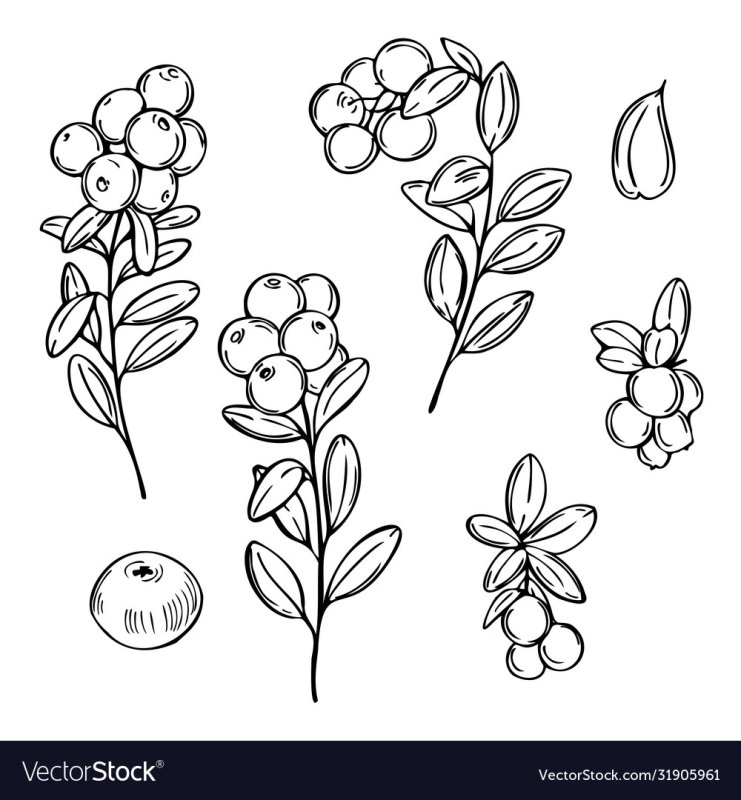 Раскраска ягода брусника