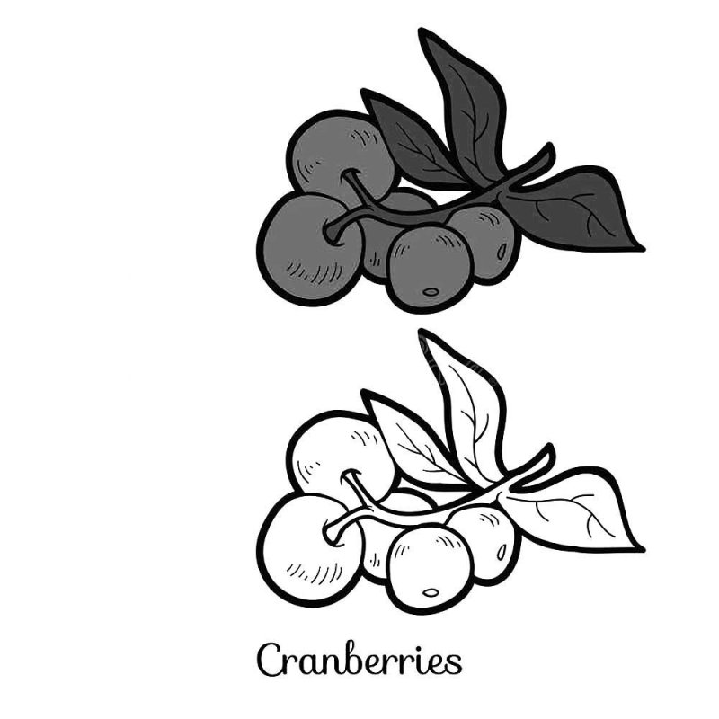 Клюква раскраска