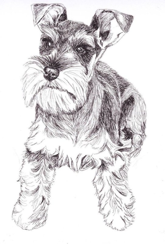 Шнауцер терьер карандаш
