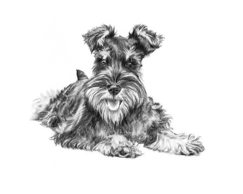 Ризер шнауцер портрет
