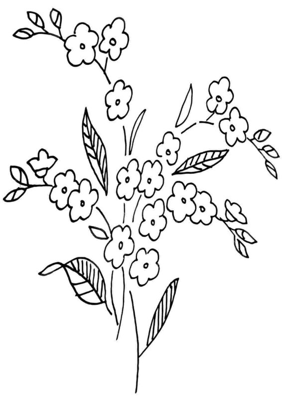 Незабудка цветок раскраска