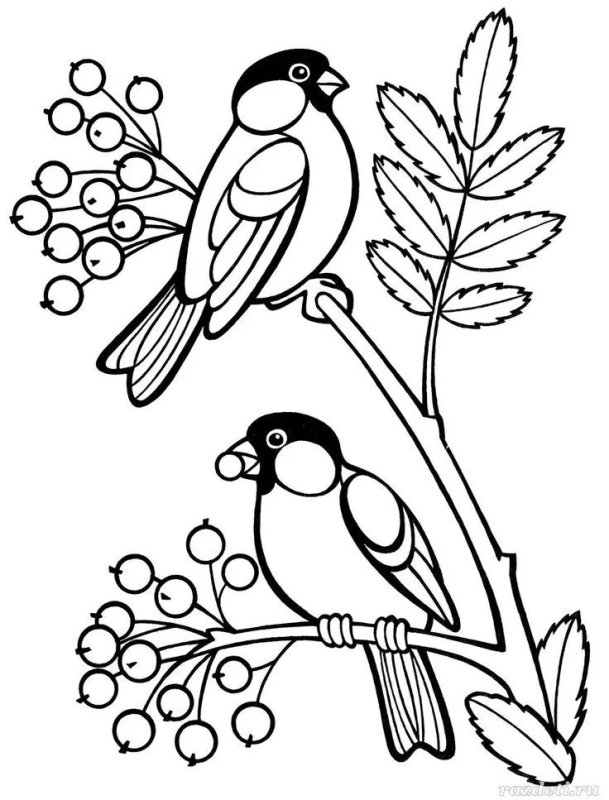 Снегирь раскраска для детей