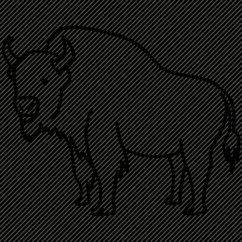 Рисунок зубра для раскрашивания