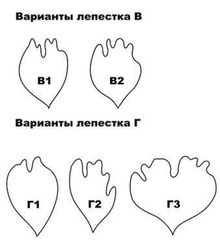Схема лепестков пиона