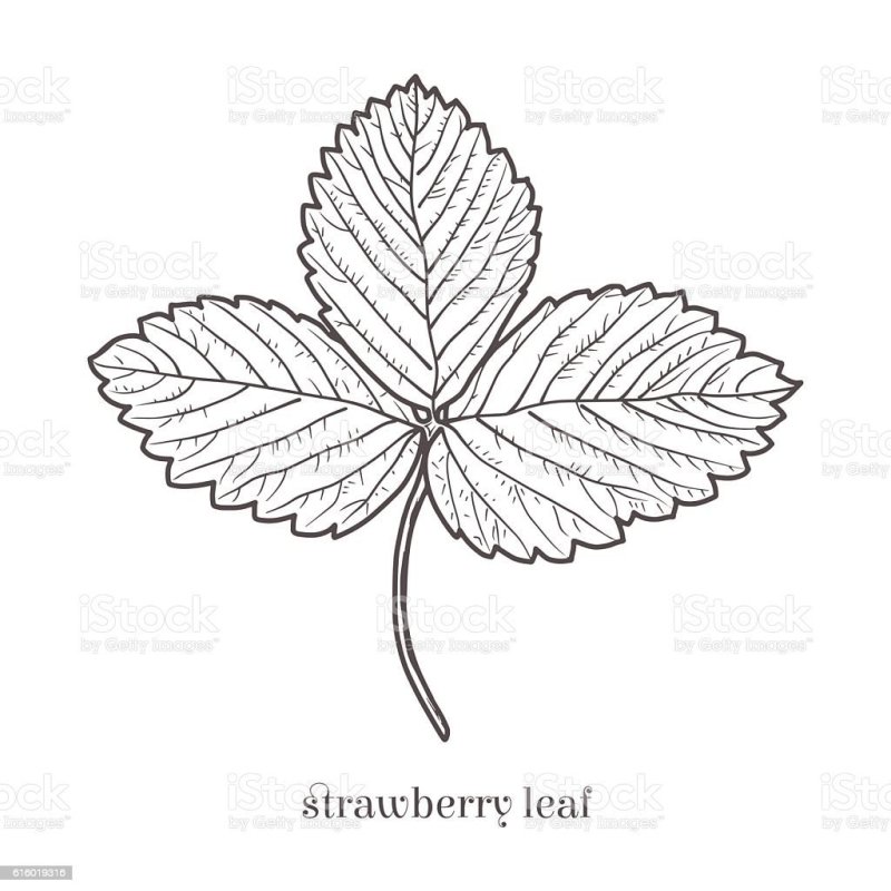 Листочки от земляники