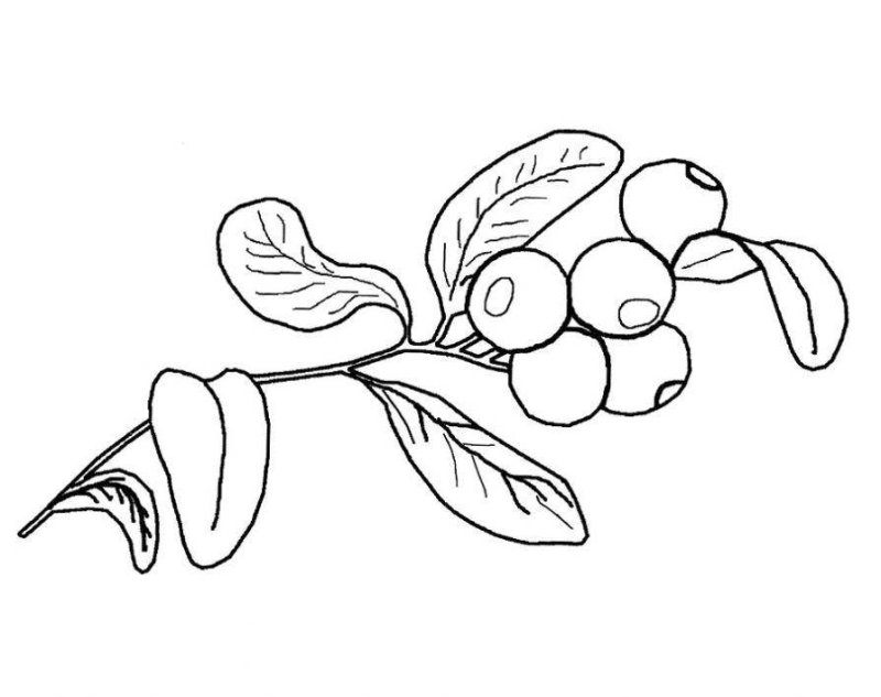 Раскраска ягода брусника