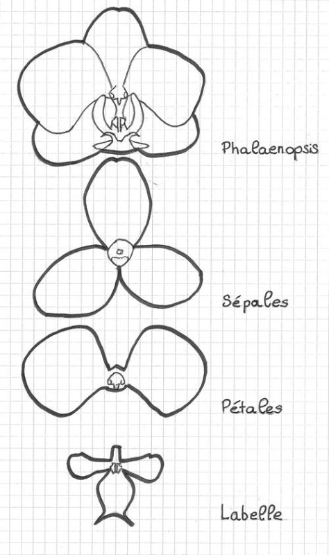 Орхидея трафарет цветка