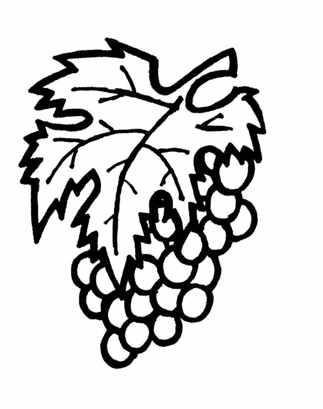 Виноград раскраска